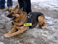 policedog1